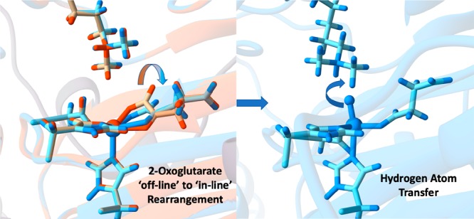 PHF8 mechanism — iron center rearrangement