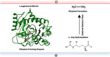 Electric field control of reactivity